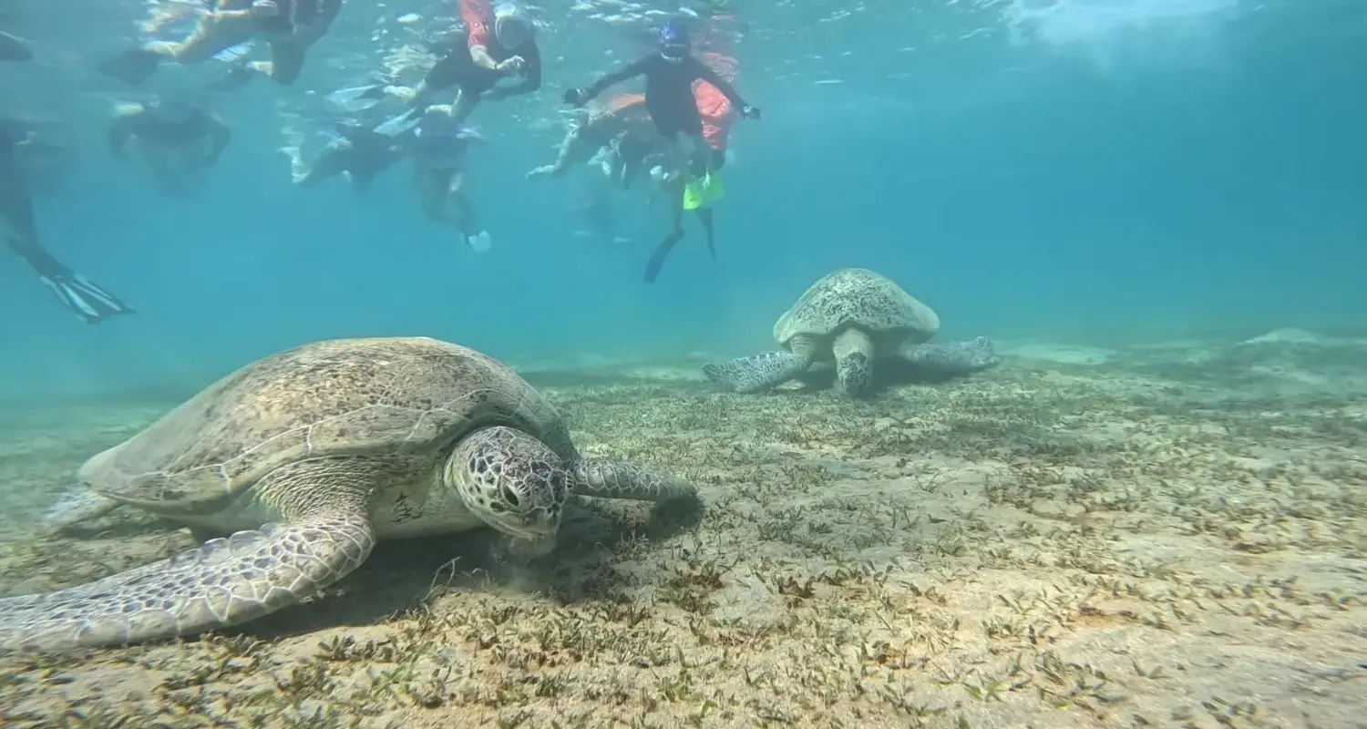 Abu Dabbab Ägypten Schildkröten – Marsa Alam Ausflug zum Schnorcheln 2 Marsa Alam Schildkröten beim Schnorcheln im Roten Meer.