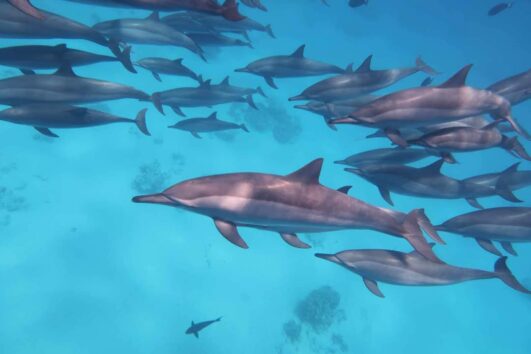 Genießen Sie den Ausflug Hurghada Schwimmen mit Delfinen