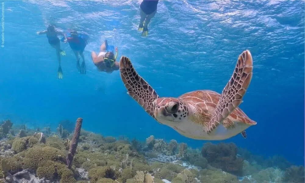 Marsa Alam Reisen 30 Schnorcheln Marsa Alam | Abu Dabbab, Dolphin House,Schnorchelausflüge mit Schildkröten& Seekuhe