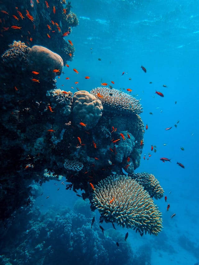 Rotes Meer Fische – Die 15 schönsten Fische in Marsa Alam und Hurghada entdecken 5 Die Foto zeigt einige Fische im roten Meer durch eine schnorcheltour im roten Meer
