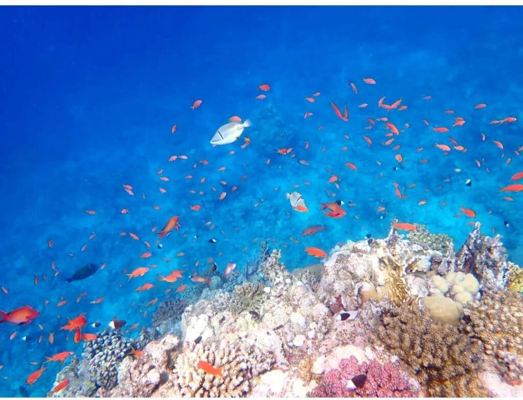 Rotes Meer Fische – Die 15 schönsten Fische in Marsa Alam und Hurghada entdecken 2 Fische im Roten Meer Marsa Alam zwischen farbenfrohen Korallenriffen