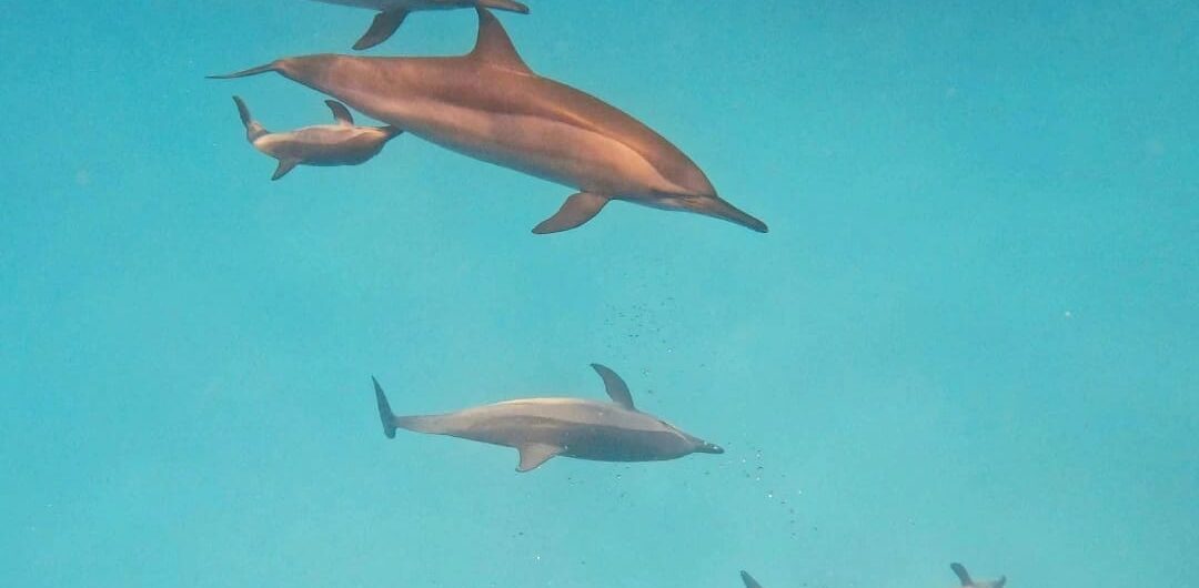 Delfingruppe nahe der Hamata Inseln in Ägypten im Roten Meer