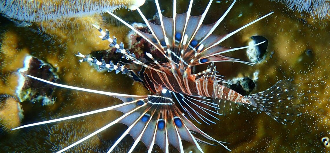 Exotischer rotes Meer Fisch – ein Firefish in seinem natürlichen Lebensraum