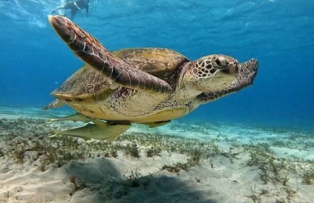Schildkröte in der Abu Dabbab Bucht beim entspannten Schnorchelnausflug im klaren Wasser des Roten Meeres
