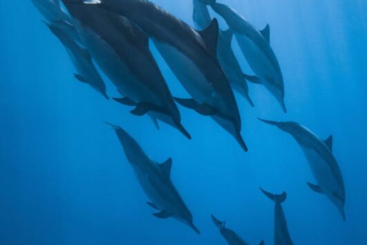 Ein schönes Foto zeigen:Delfine schwimmen frei im Dolphin House Marsa Alam während eines Schnorchelausflugs im Roten Meer bei Shaab Samadai.