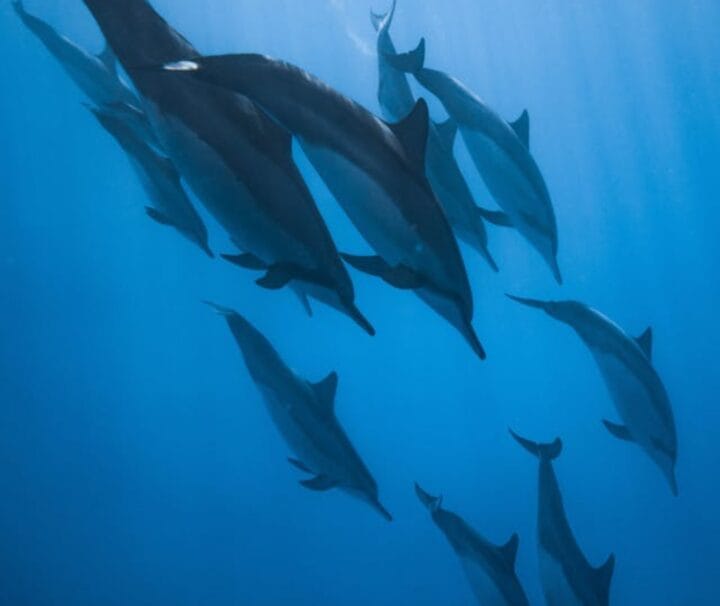 Ein schönes Foto zeigen:Delfine schwimmen frei im Dolphin House Marsa Alam während eines Schnorchelausflugs im Roten Meer bei Shaab Samadai.