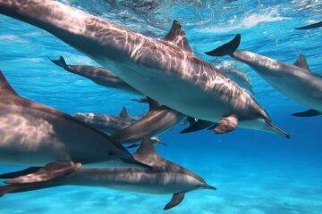 Schwimmen mit Delphinen in Marsa Alam