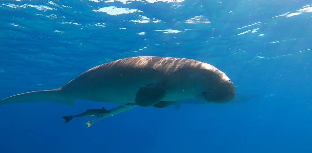 Abu Dabbab Bucht – Ein Paradies zum Schnorcheln und Tauchen in Marsa Alam 1 Seekuh in Abu Dabbab Bucht Marsa Alam