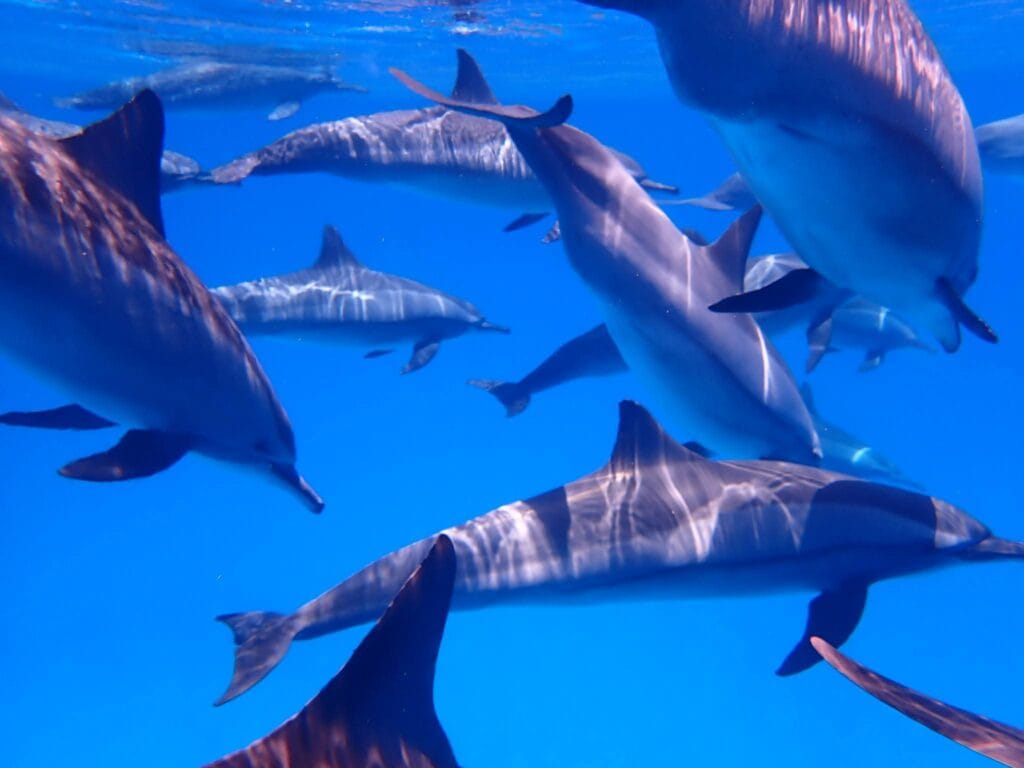Schnorcheln mit Delfinen bei den beliebtesten Ausflügen in Marsa Alam während der besten Jahreszeit.
