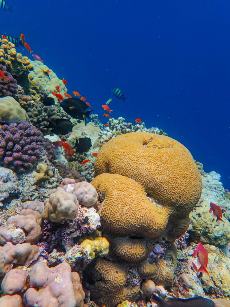  Bunte Korallen am Korallenriff in Sharm El Sheikh – Beste Reisezeit in Ägypten für Schnorcheln und Tauchen
