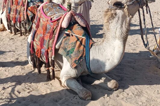 Beduine mit Kamel in der Wüste von Marsa Alam – bereit für das Kamelreiten mit Touristen