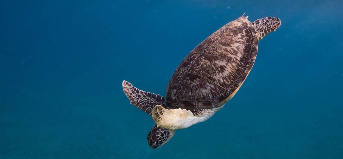 10 Unglaubliche Geheimtipps über Marsa Alam, die dich überraschen 9 Ein Foto für Schildkröte im klaren Wasser des Roten Meeres in Marsa Alam Stadt