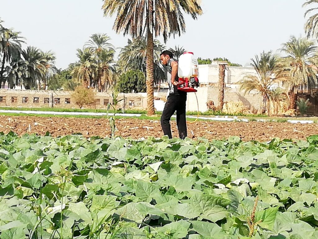 Der längste Fluss der Welt – Bedeutung des Nils für Ägypten und den afrikanischen Kontinent 2 Ägyptischer Bauer sprüht Pflanzenschutzmittel auf Gurkenfeld zur Schädlingsbekämpfung in der Landwirtschaft am Nil