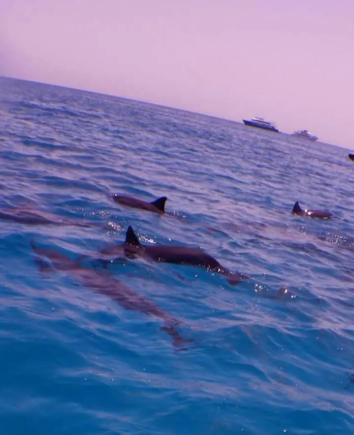   Ein beliebter Delfin Ausflug in Hurghada führt zum berühmten Riff Shaab El Erg, wo Familien die neugierigen Großen Tümmler im flachen Wasser beobachten können.