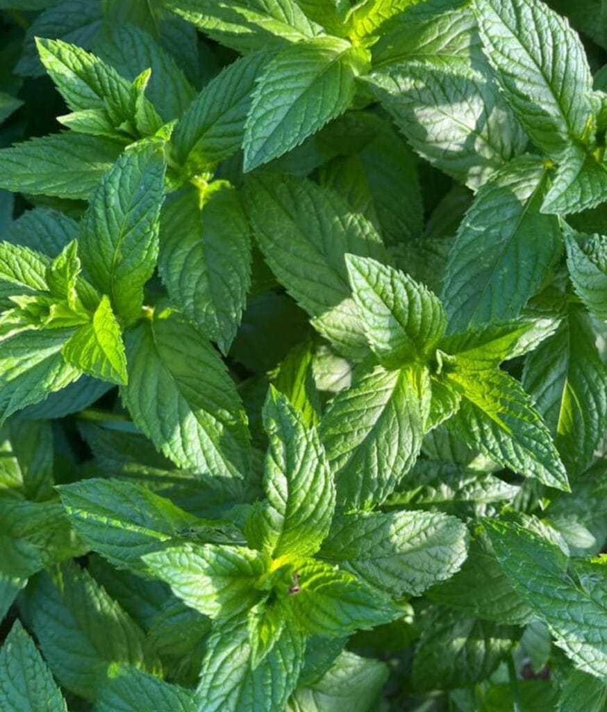 Tee aus Ägypten: 5 beliebte Sorten und echte Geheimtipps 4 Frische grüne ägyptische Minze (ägyptischer Pfefferminz) mit intensivem Aroma, die traditionell für Tee und kulinarische Gerichte verwendet wird und für ihren erfrischenden Duft bekannt ist.