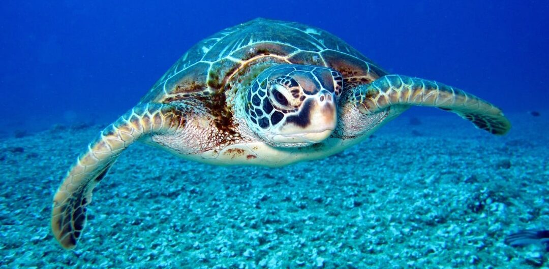 Schildkröte Rotes Meer beim Schnorcheln in Marsa Alam Ägypten im klaren Wasser des Roten Meeres
