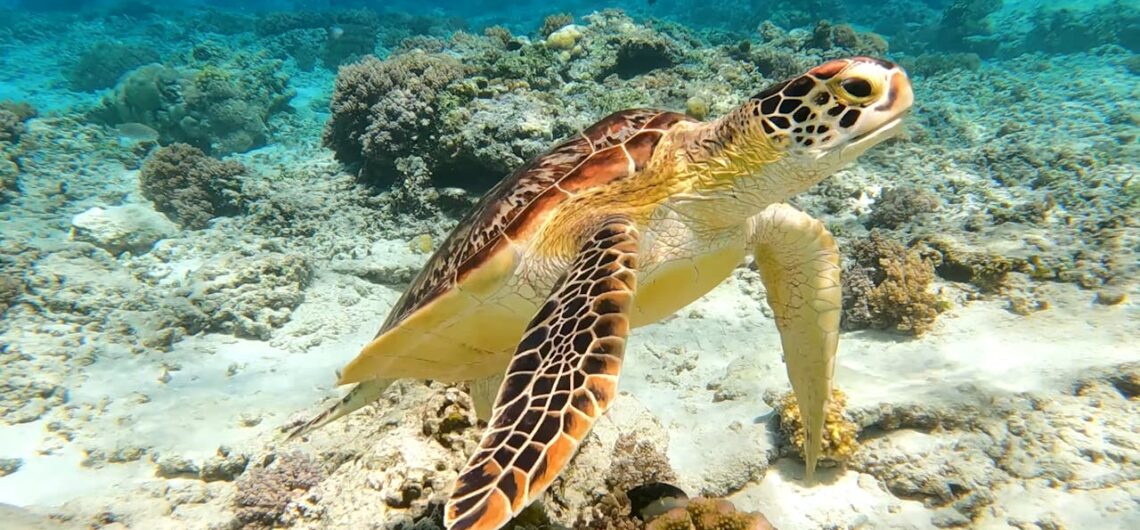 Eine schöne Schildkröte beim Marsa Alam schnorcheln im klaren Roten Meer