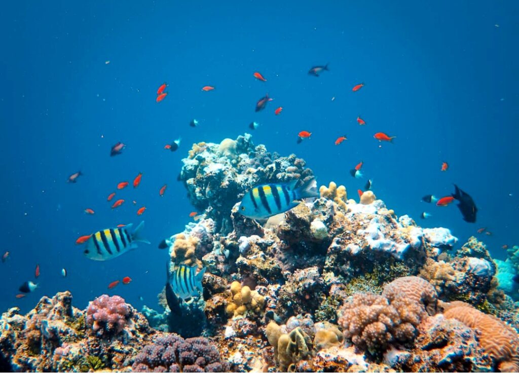 Marsa Alam Schnorcheln – bunte Fische und Korallen im Roten Meer Ägypten
