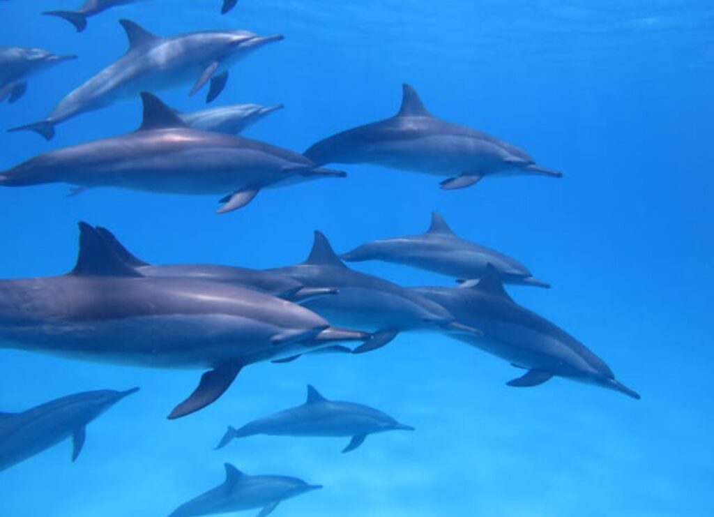 Delfine beim Schnorcheln im Roten Meer bei Marsa Alam, Ägypten, schwimmen frei in kristallklarem Wasser nahe der Oberfläche.

