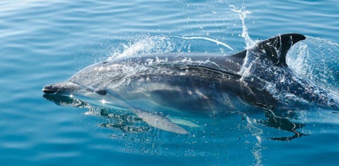 Wo sieht man Delfine im Roten Meer in Ägypten beim Schnorcheln in Marsa Alam – Spinner Delfine in freier Natur