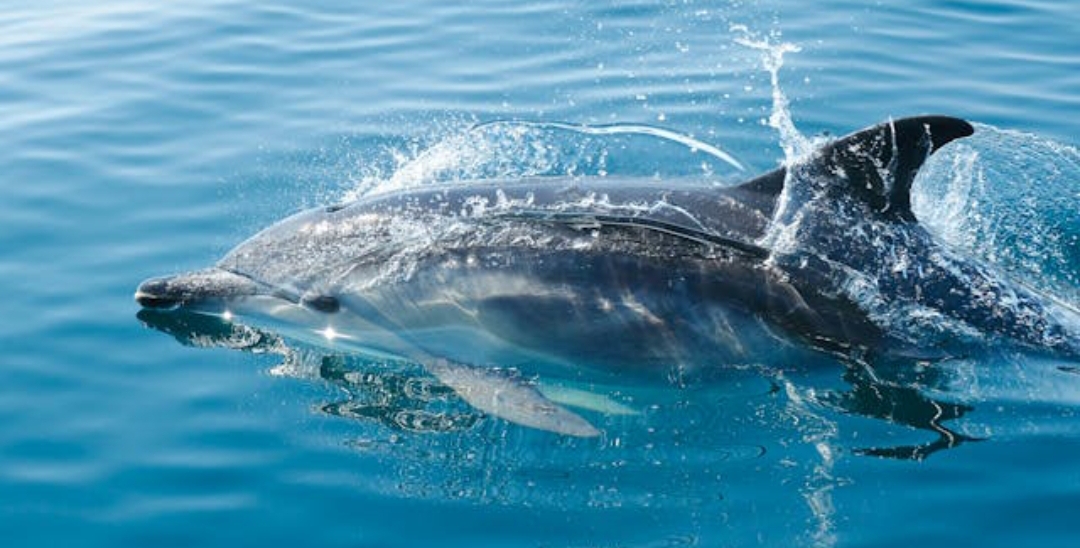 Wo sieht man Delfine im Roten Meer in Ägypten beim Schnorcheln in Marsa Alam – Spinner Delfine in freier Natur