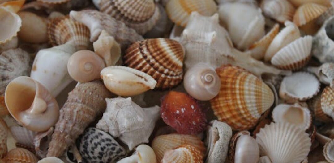 Muscheln aus dem Roten Meer in Ägypten – Strandfund am Meer, Thema Muscheln aus Ägypten mitnehmen