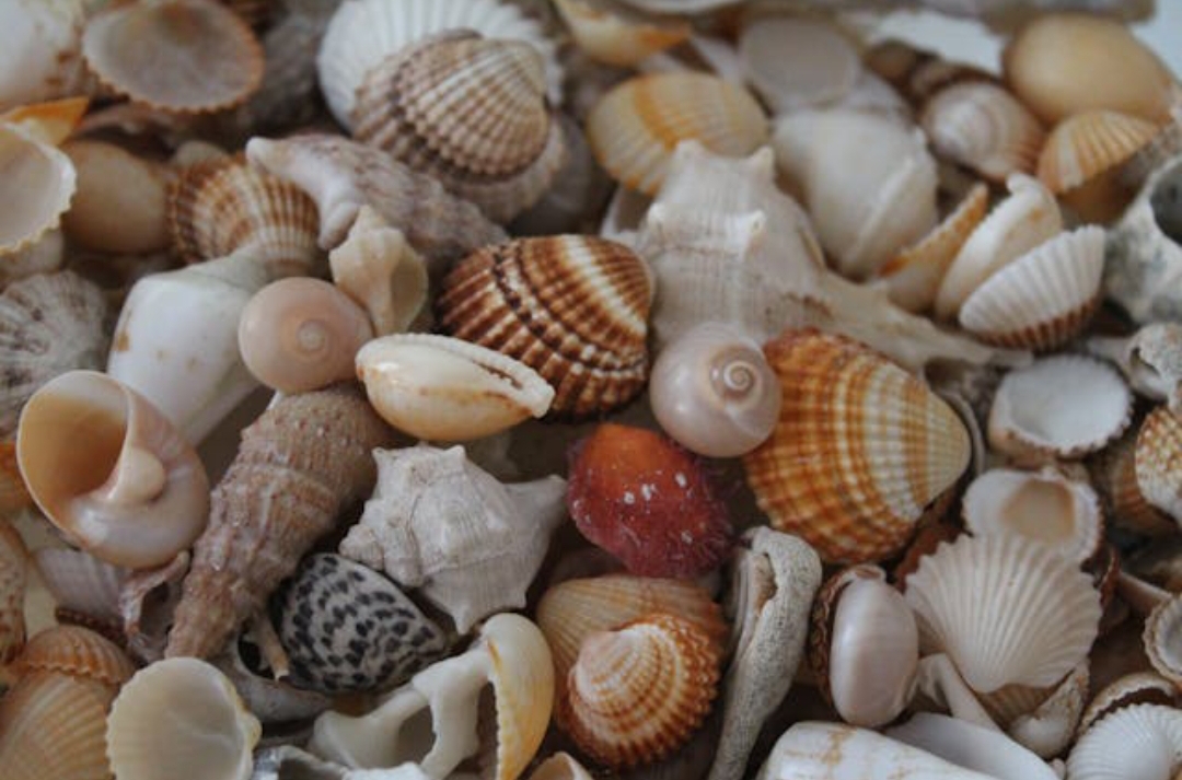 Muscheln aus dem Roten Meer in Ägypten – Strandfund am Meer, Thema Muscheln aus Ägypten mitnehmen
