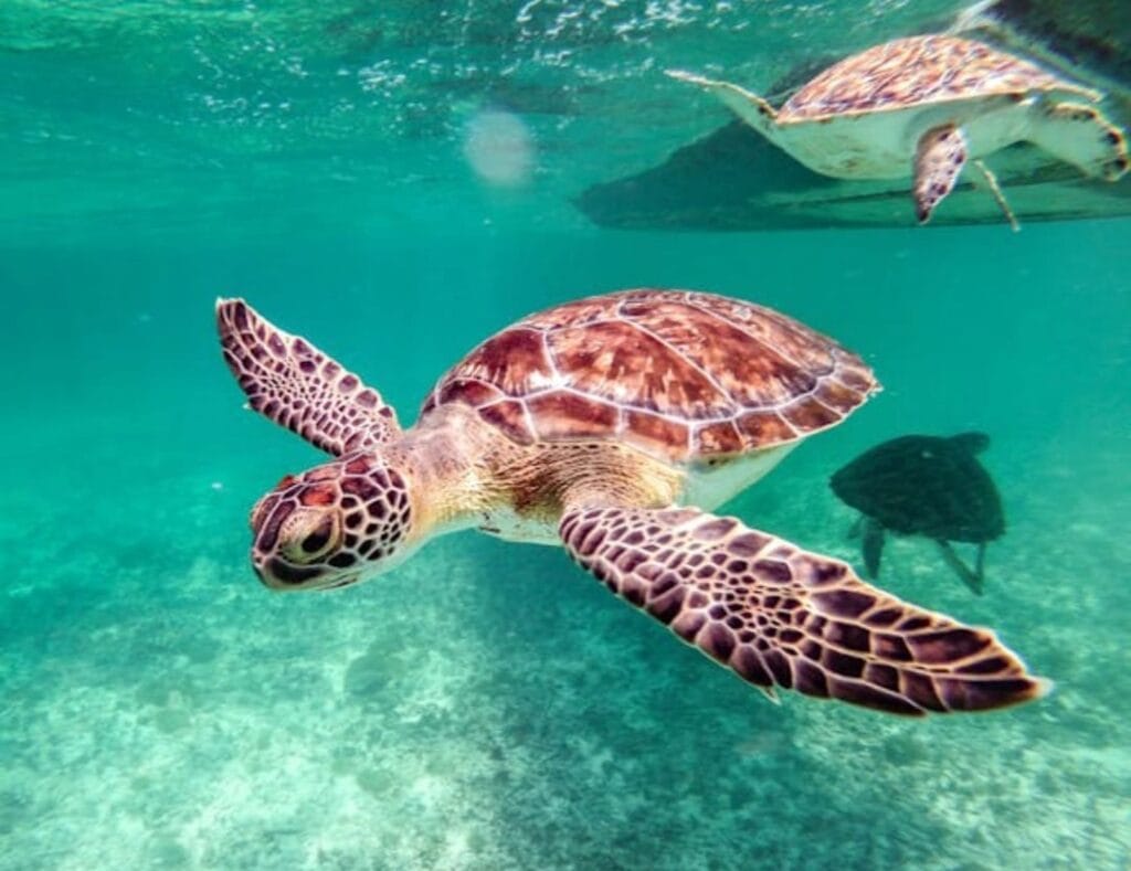Beste Tipps für Ägypten Ausflüge vorher buchen oder vor Ort 3 Schildkröte beim Schnorcheln in Marsa Mubarak bei Marsa Alam im Roten Meer während eines Ägypten Ausflugs