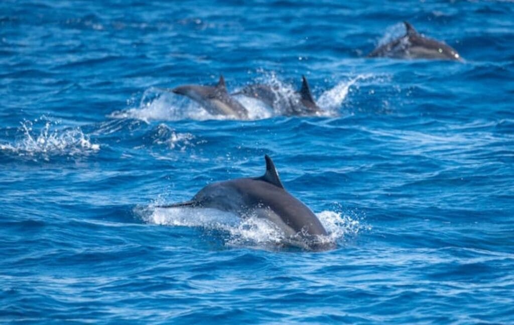 Die wilden Spinnerdelfinen in Marsa Alam sieht man sehr viel bei einer Schnorcheltour mit dem Bott