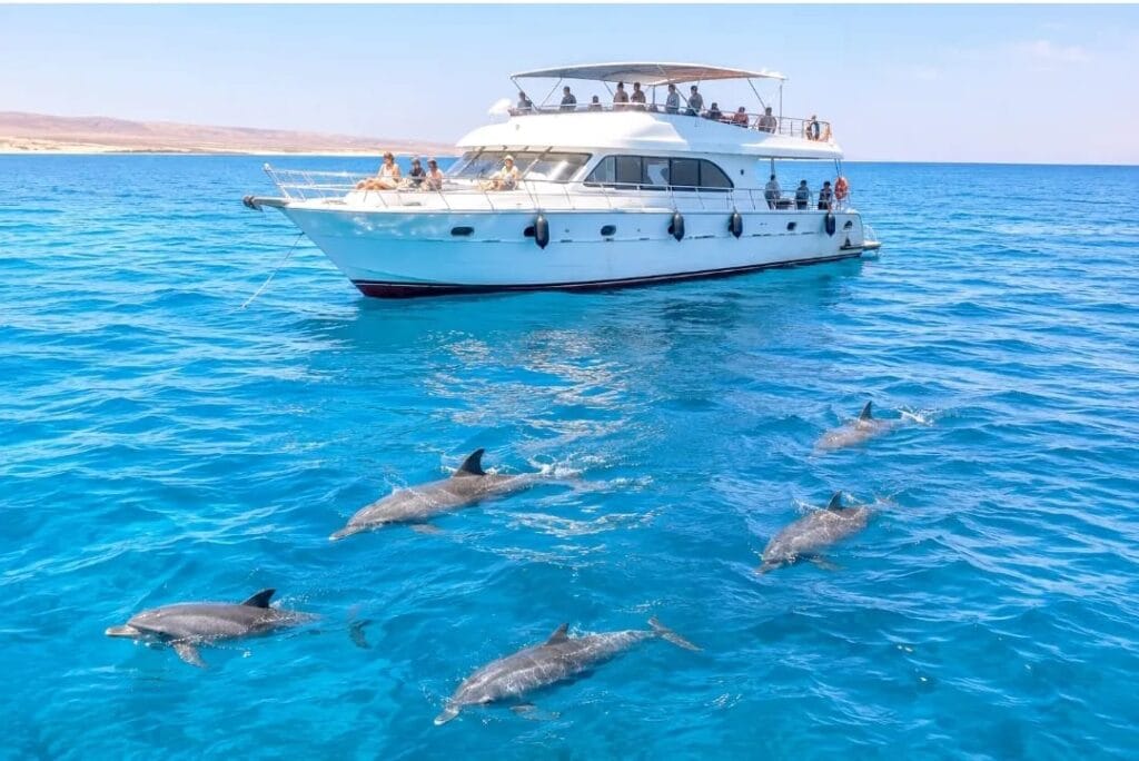 Dolphin House Marsa Alam Boot mit frei lebenden Delfinen im Roten Meer Ägypten