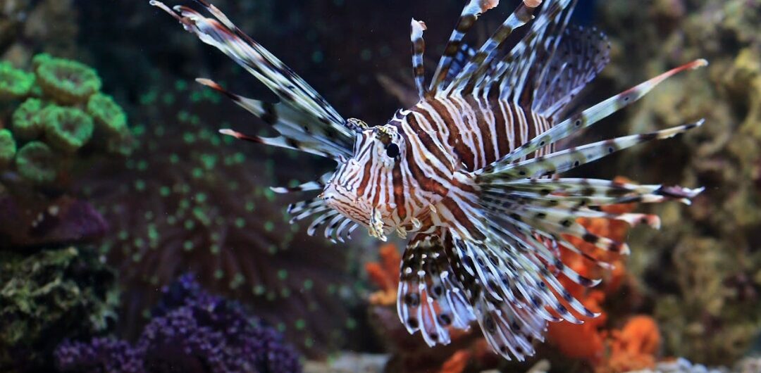 Feuerfisch Ägypten im Roten Meer beim Tauchen – Lionfish in Korallenriffen von Hurghada