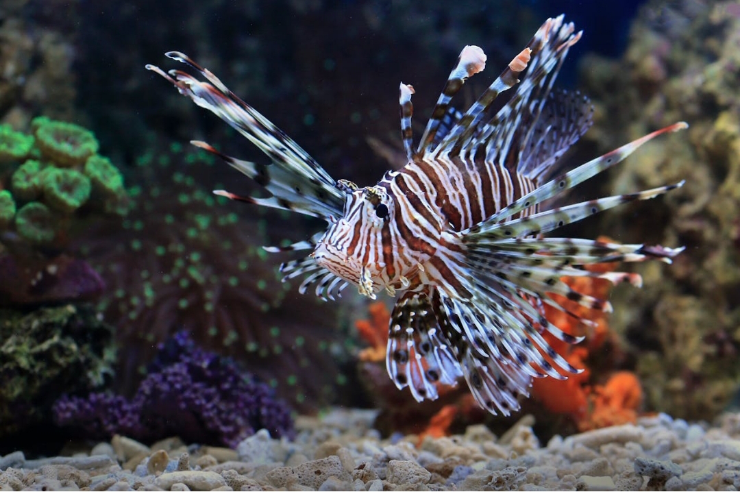 Feuerfisch Ägypten im Roten Meer beim Tauchen – Lionfish in Korallenriffen von Hurghada