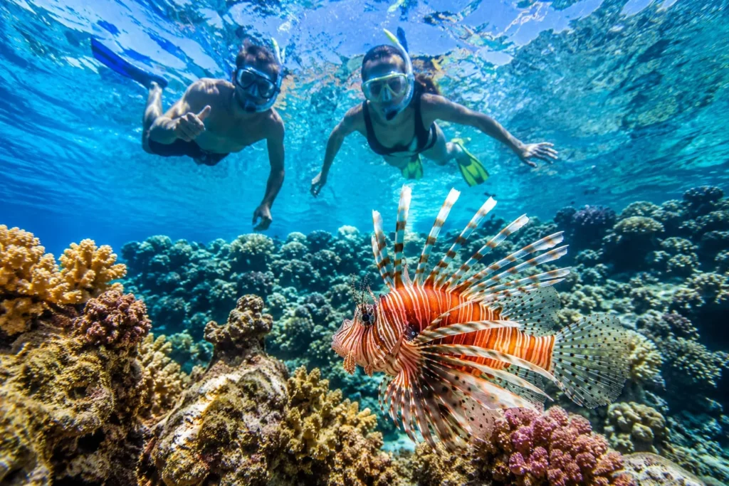 Feuerfisch im Roten Meer: Alles, was Sie wissen sollten 2 Schnorchler beobachten einen Feuerfisch zwischen Korallenriffen im Roten Meer bei Hurghada.