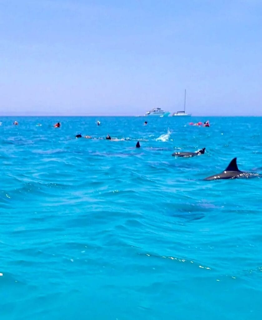 Gäste schwimmen mit frei lebenden Delfinen im Dolphin House bei Marsa Alam
