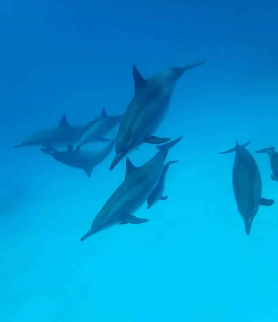 Die besten Schnorchelausflüge in Marsa Alam Schildkröten und Seekue 2026 6 Delfine beobachten in Marsa Alam genau im Dolphin House