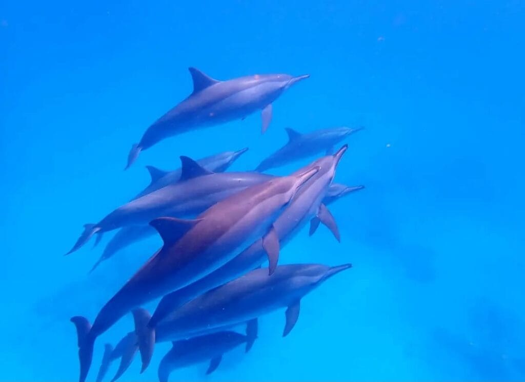 Delfine im Dolphin House Marsa Alam bei einem Ausflug mit Kindern
