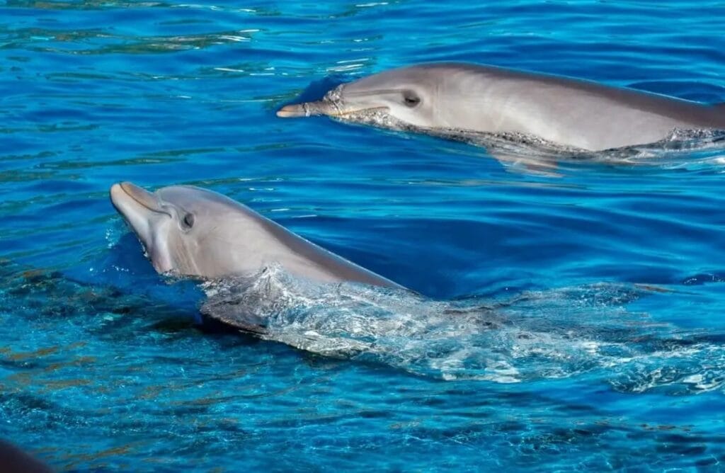 Die besten Schnorchelausflüge in Marsa Alam Schildkröten und Seekue 2026 4 Schnorchelausflüge Marsa Alam – Meeresschildkröte im natürlichen Lebensraum im Roten Meer