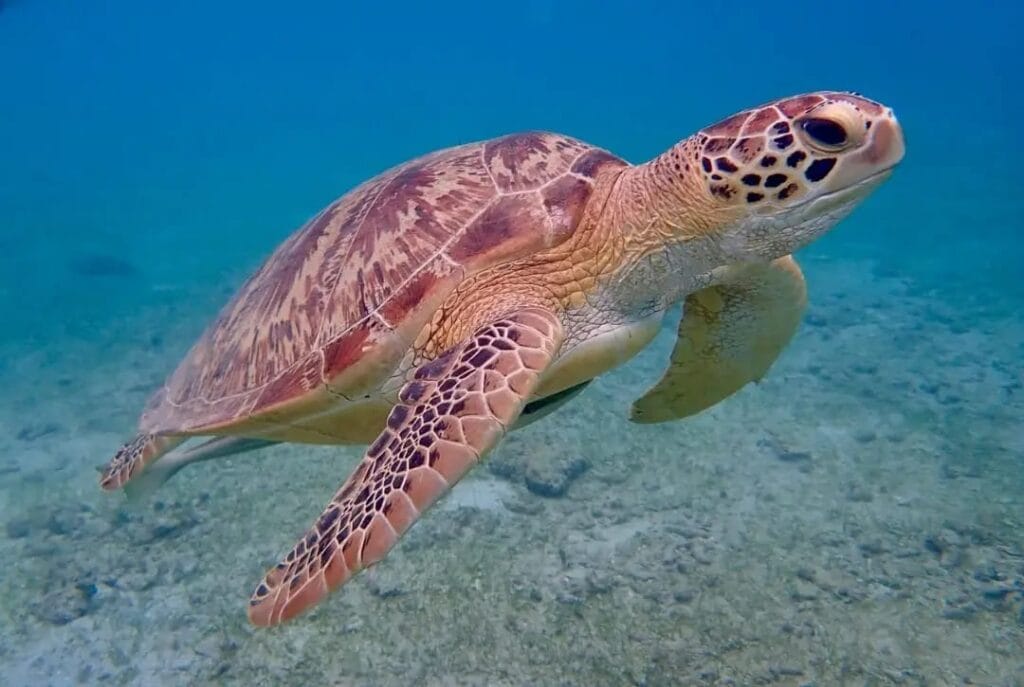 Die besten Schnorchelausflüge in Marsa Alam Schildkröten und Seekue 2026 2 Schnorchelausflüge Marsa Alam – Meeresschildkröte im natürlichen Lebensraum im Roten Meer