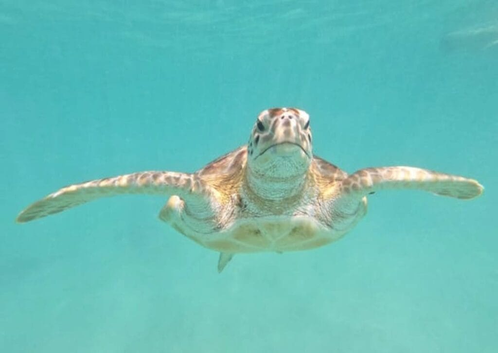 Meerschildkröte in Abu Dabbab bucht.Das hat ein Tourist beim Ausflug fotografiert