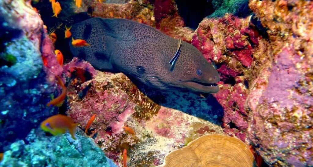 Die besten Schnorchelausflüge in Marsa Alam Schildkröten und Seekue 2026 5 Faszinierender großer Meeresbewohner in einem Korallenriff bei einer Bootstour in Marsa Alam