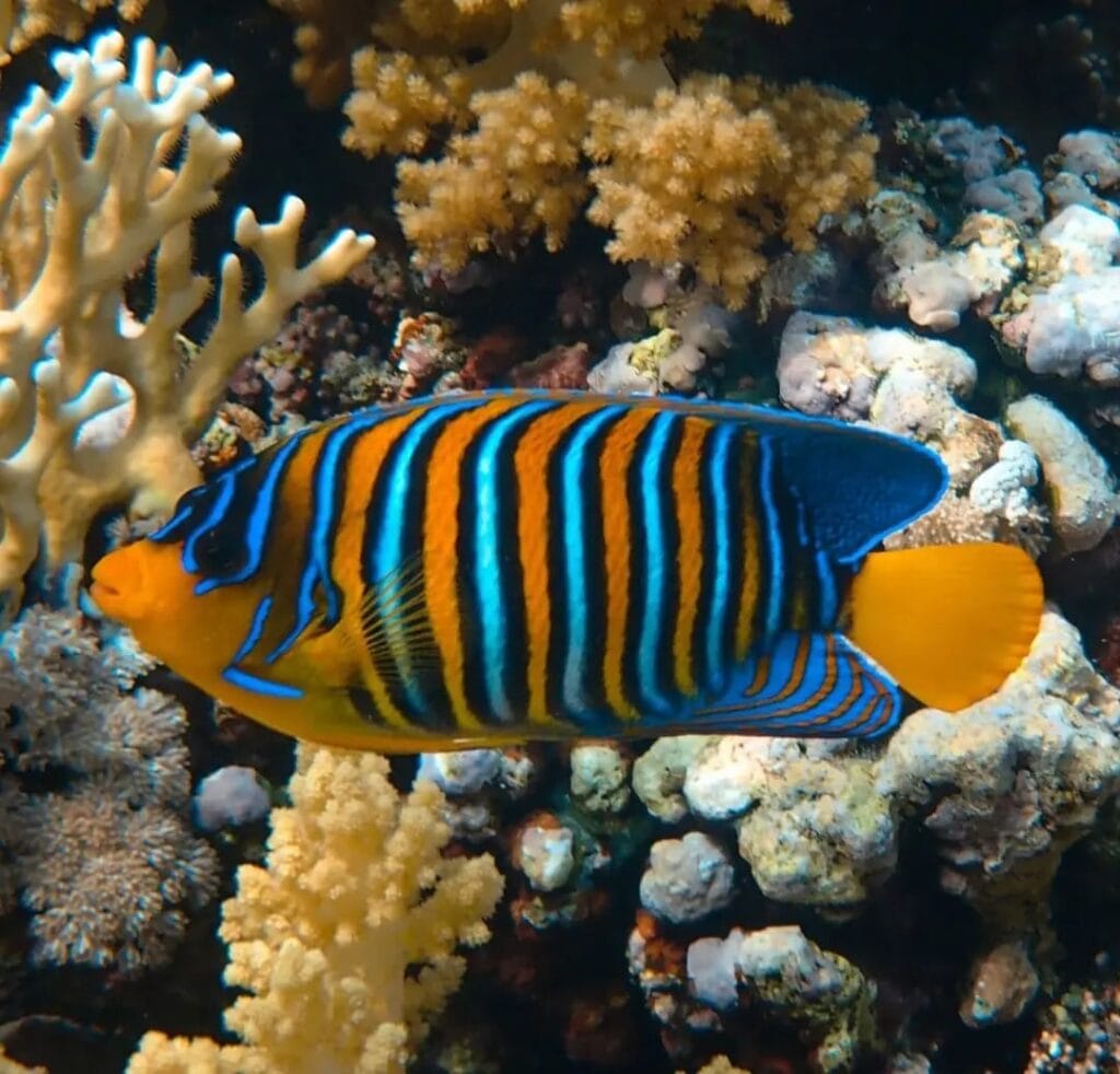 Die besten Schnorchelausflüge in Marsa Alam Schildkröten und Seekue 2026 3 Ausflug Hamata Insel ,wo es sehr viele Fische und Korallen gibt