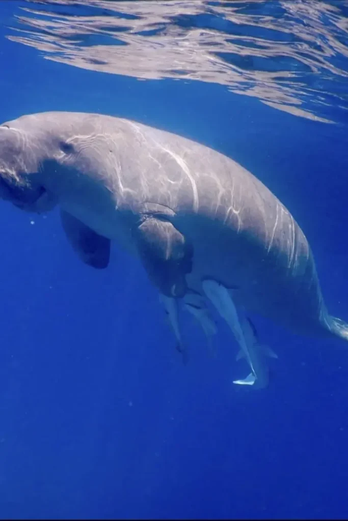 Seekühe in Marsa Alam bei einem geführten Schnorchelausflug.