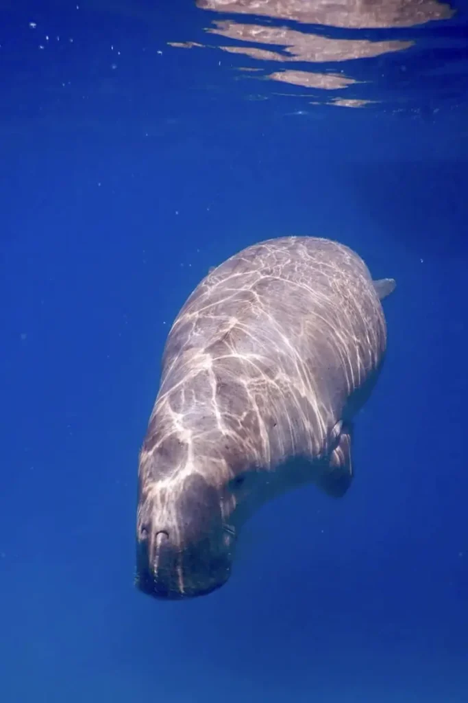 Seekuh in Marsa Alam beim Schnorcheln im Roten Meer.