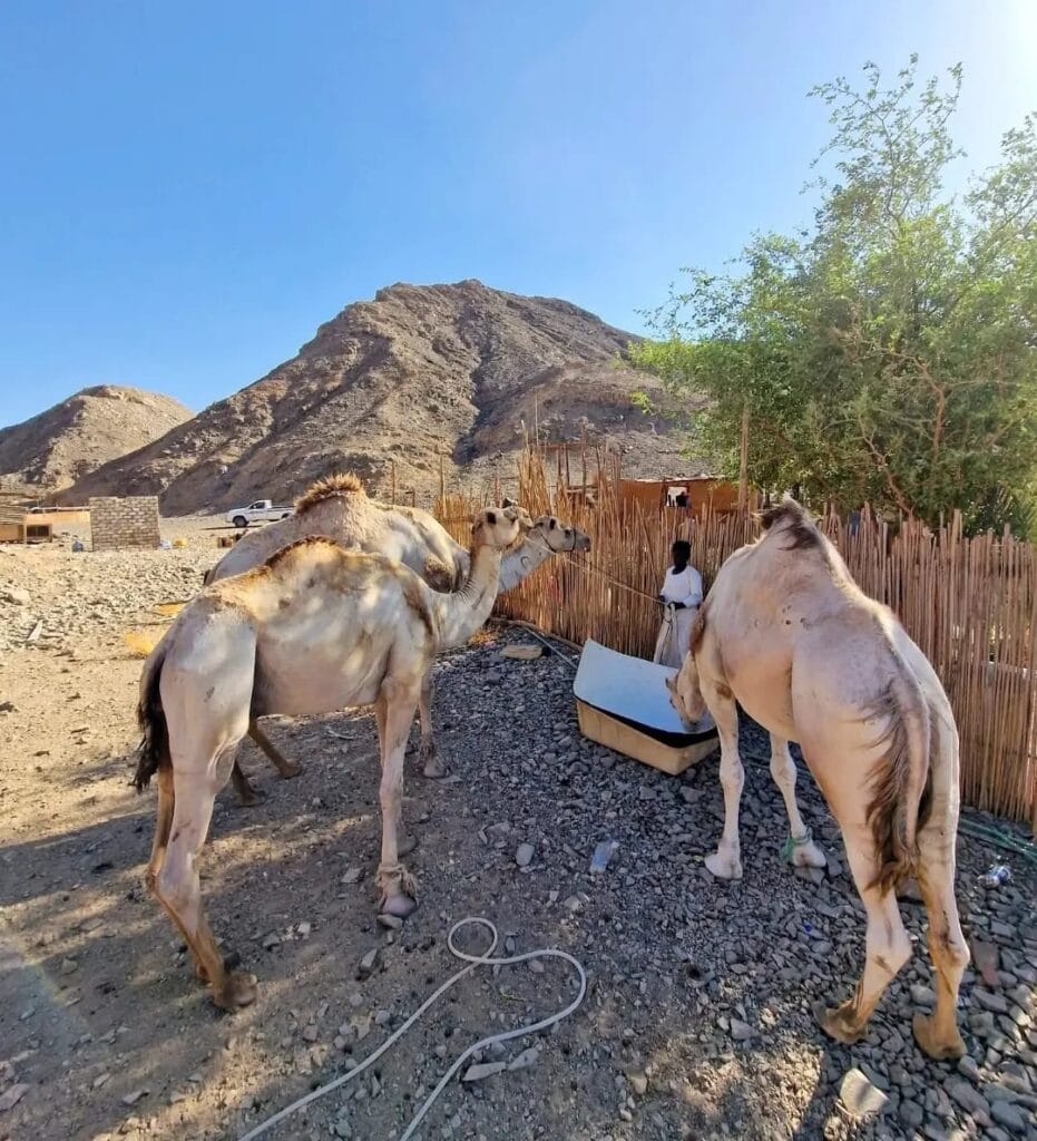 Kamele während einer Wüstensafari ab Port Ghalib