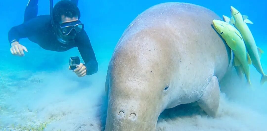 Beste Touren Marsa Alam – Dugong bei Marsa Mubarak im Roten Meer