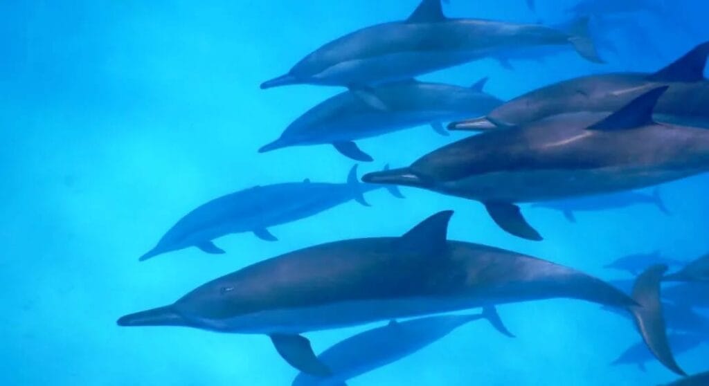 Delfine im Sataya Dolphin Reef während einer Bootstour ab Marsa Alam
