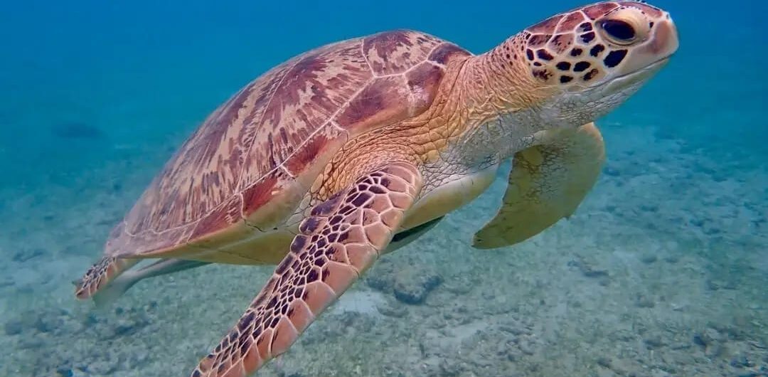 Sehenswürdigkeiten in Marsa Alam, die Sie gesehen haben müssen 1 Meeresschildkröte bei den Sehenswürdigkeiten in Marsa Alam im Roten Meer.