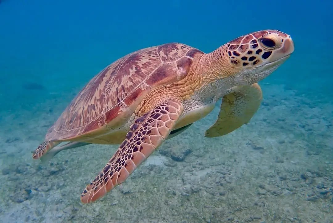 Sehenswürdigkeiten in Marsa Alam, die Sie gesehen haben müssen 28 Meeresschildkröte bei den Sehenswürdigkeiten in Marsa Alam im Roten Meer.