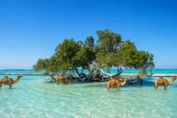 Wadi El Gemal Nationalpark Ausflug ab Marsa Alam – Jeep Safari, Apollonia & Qulaan Beach 22 Wadi El Gemal Nationalpark Ausflug mit Mangroven und Kamelen im flachen Wasser des Roten Meeres.