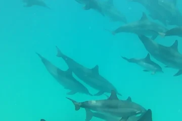 Sataya Dolphin Reef Ausflug ab Marsa Alam und El Quseir 10 Delfine am Sataya Reef beim Vergleich Sataya Reef oder Abu Dabbab in Marsa Alam.